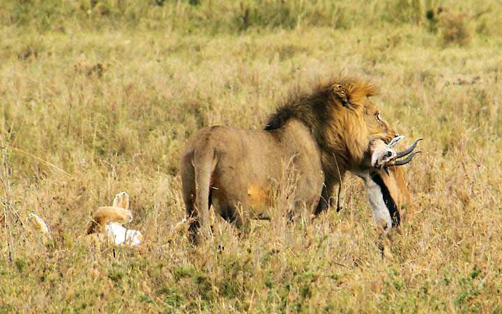 af_tz_serengeti_np_010.jpg