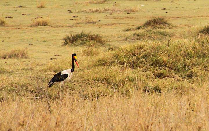 af_tz_serengeti_np_011.jpg