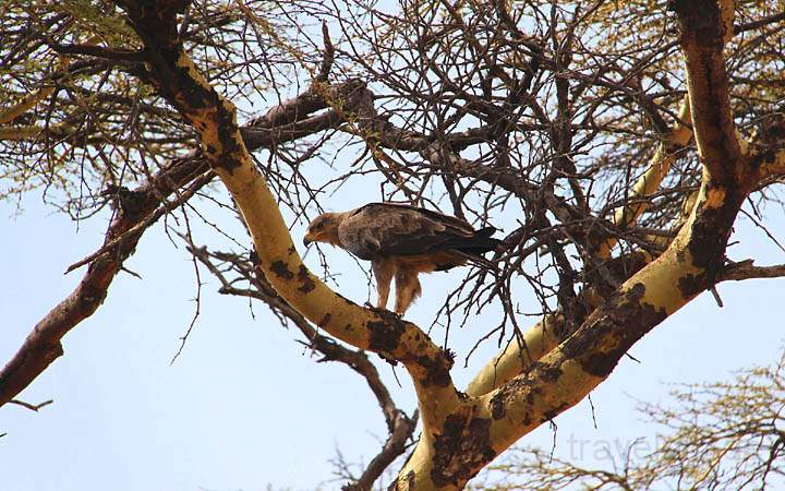 af_tz_serengeti_np_016.jpg