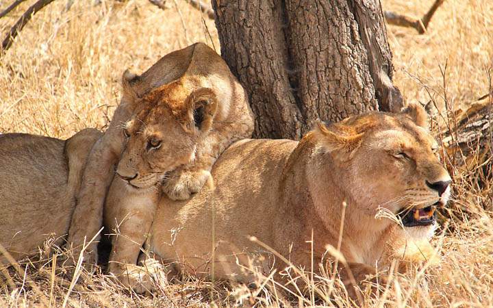 af_tz_serengeti_np_019.jpg