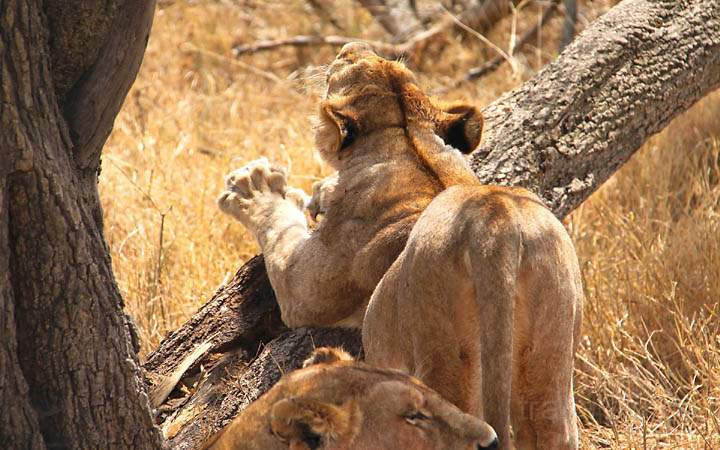 af_tz_serengeti_np_020.jpg