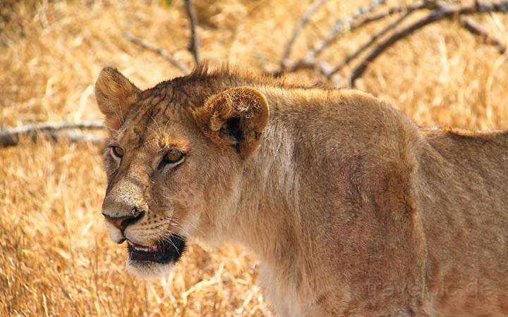 af_tz_serengeti_np_021.jpg