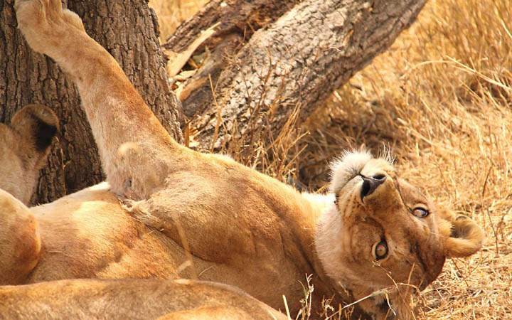 af_tz_serengeti_np_022.jpg