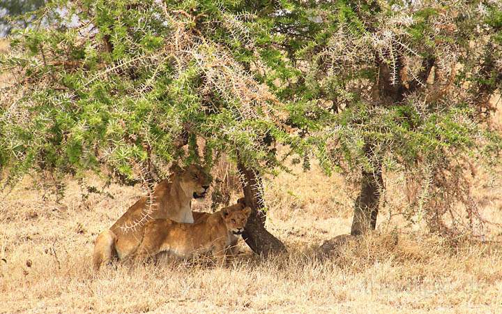 af_tz_serengeti_np_027.jpg