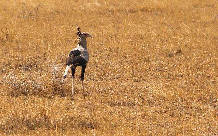 af_tz_serengeti_np_029.jpg