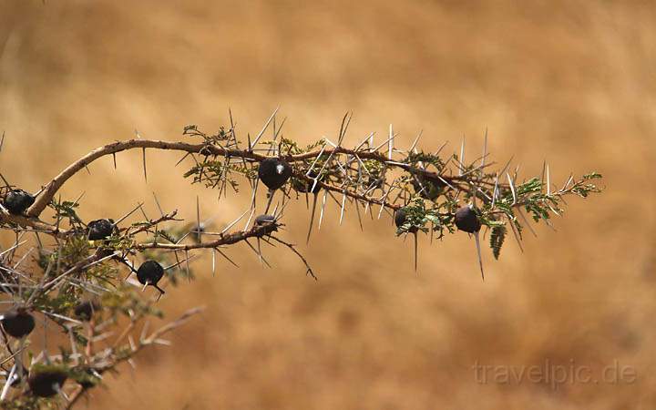 af_tz_serengeti_np_030.jpg