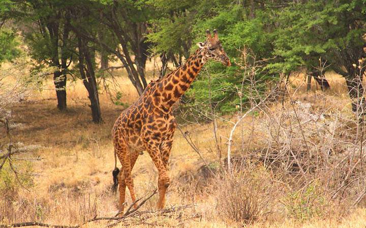 af_tz_serengeti_np_032.jpg