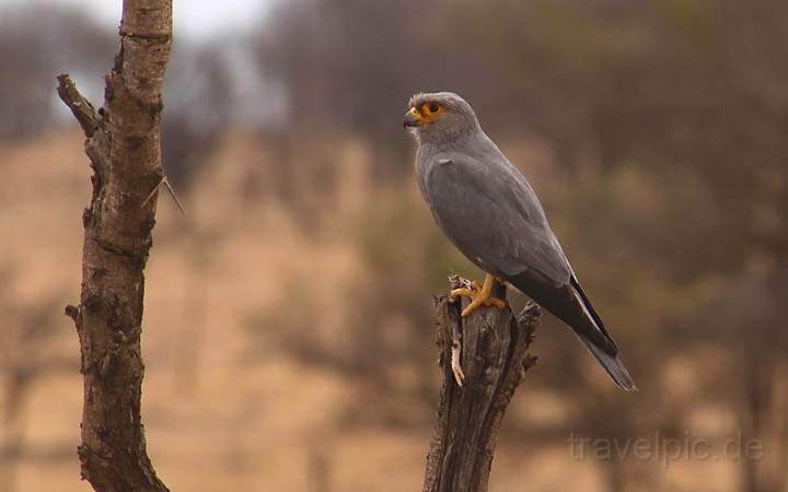 af_tz_serengeti_np_033.jpg