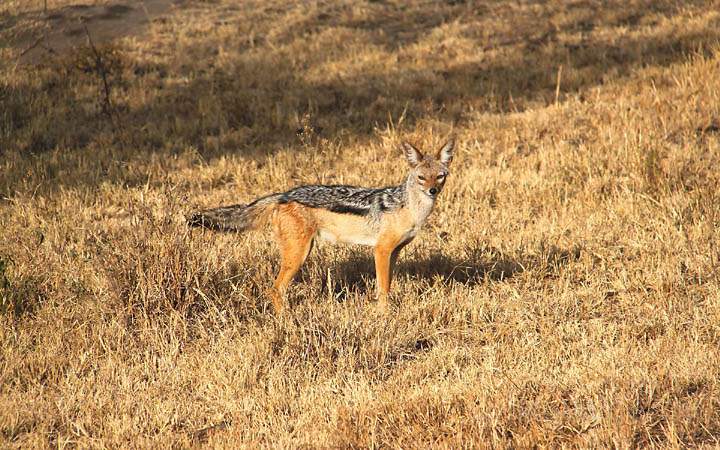 af_tz_serengeti_np_040.jpg