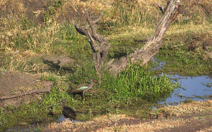 af_tz_serengeti_np_041.jpg