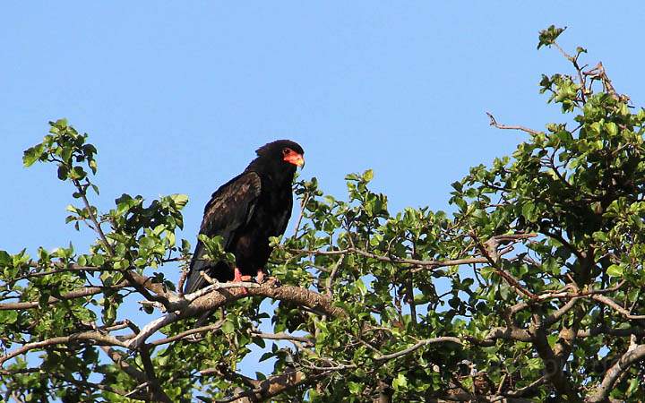 af_tz_serengeti_np_042.jpg