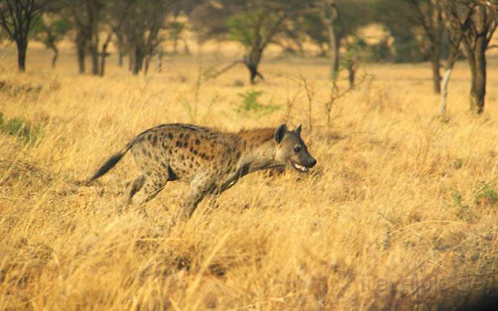 af_tz_serengeti_np_043.jpg