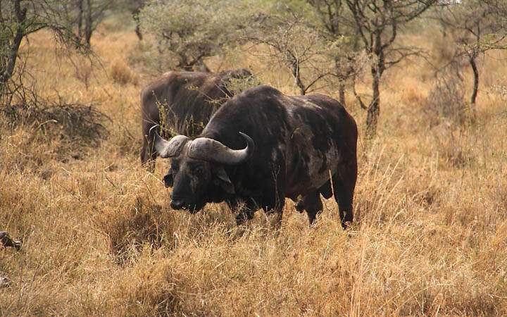 af_tz_serengeti_np_045.jpg