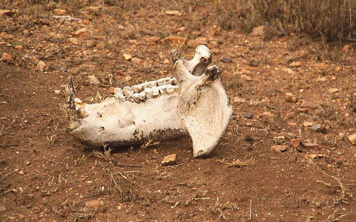 af_tz_serengeti_np_046.jpg