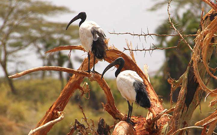 af_tz_serengeti_np_047.jpg