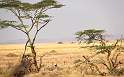 af_tz_serengeti_np_014