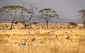 af_tz_serengeti_np_015