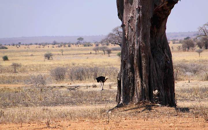 af_tz_tarangire_np_004.jpg - Ein Vogel Strau in der Steppe des Tarangire Nationalparks