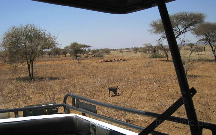 af_tz_tarangire_np_005.jpg - Ein Affe kreuzt unseren Weg durch den Tarangire Nationalpark