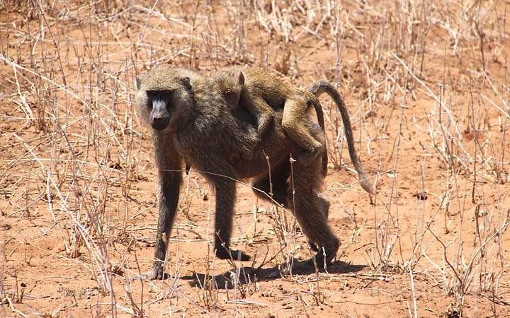 af_tz_tarangire_np_006.jpg - Ein Steppenpavian und sein Junges im Tarangire Nationalpark