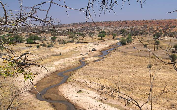 af_tz_tarangire_np_008.jpg - In der Trockenzeit zieht der Tarangire River trotz wenig Wasser viele Tiere an