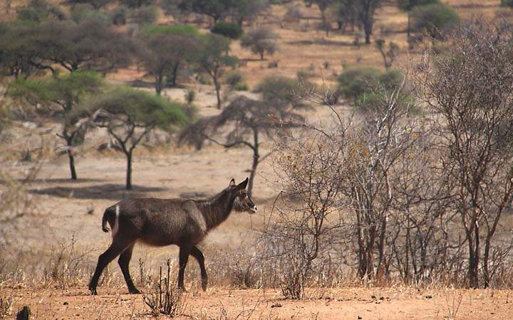 af_tz_tarangire_np_009.jpg - Ein weiblicher Wasserbock in der Weite des Tarangire Nationalparks