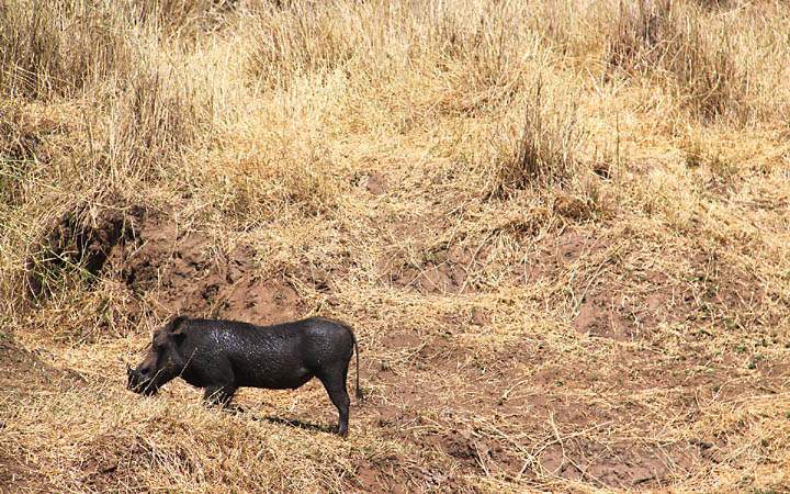 af_tz_tarangire_np_010.jpg - Ein Warzenschein in der Steppe des Tarangire Nationalparks