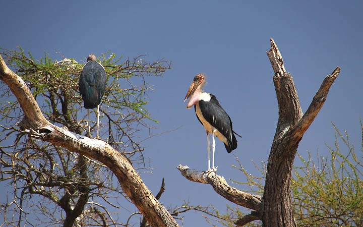 af_tz_tarangire_np_011.jpg - Mit bis zu 1.40m Gre gehrt der Marabu-Storch zu den gren seiner Art