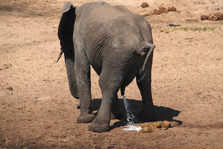 af_tz_tarangire_np_013.jpg - Ein Elefant verrichtet gerade sein Geschft in der Serengeti