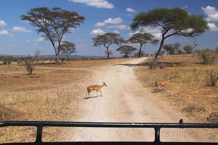 af_tz_tarangire_np_014.jpg - Grant-Gazellen beim berqueren der Schotterpiste im Tarangire Nationalpark