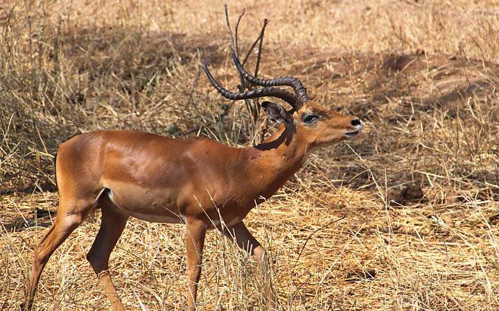 af_tz_tarangire_np_015.jpg - Mnnliche Schwarzfersenantilope (Impala) im Tarangire Nationalpark