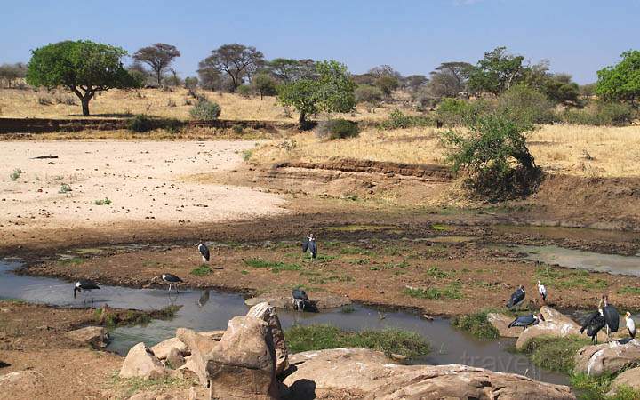 af_tz_tarangire_np_016.jpg - Verschiedene Arten Strche am Tarangire River