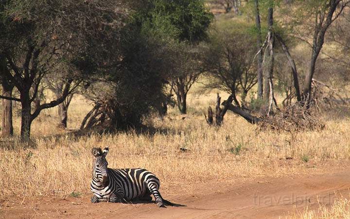 af_tz_tarangire_np_018.jpg - Ein Steppenzebra macht es sich auf der Piste bequem