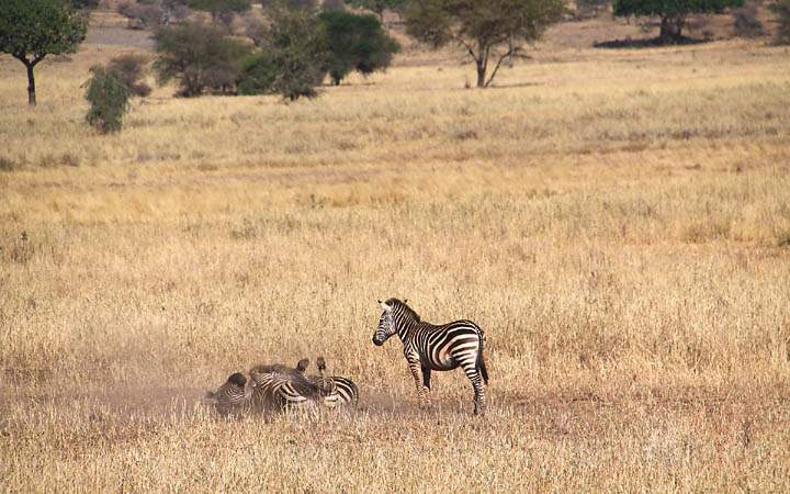 af_tz_tarangire_np_019.jpg - Ach wie ist der trockene Boden doch toll zur Fellreinigung...