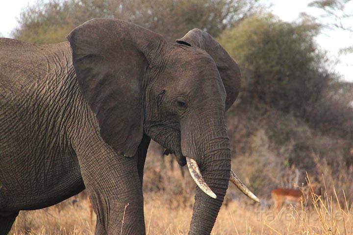 af_tz_tarangire_np_021.jpg - Eine groe Elefantenkuh im Tarangire Nationalpark