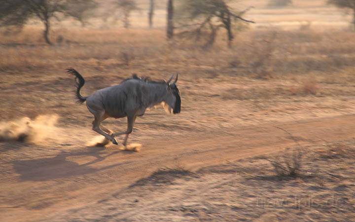 af_tz_tarangire_np_024.jpg - Ein Gnu im vollem Galopp im Tarangire Nationalpark