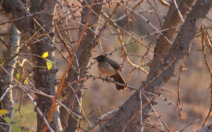 af_tz_tarangire_np_030.jpg - Ein Vogel inmitten von Dornen