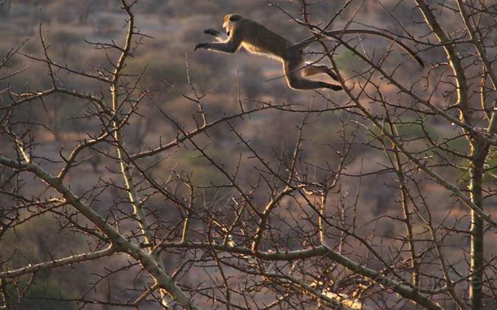 af_tz_tarangire_np_031.jpg - Eine grne Meerkatze auf dem Sprung