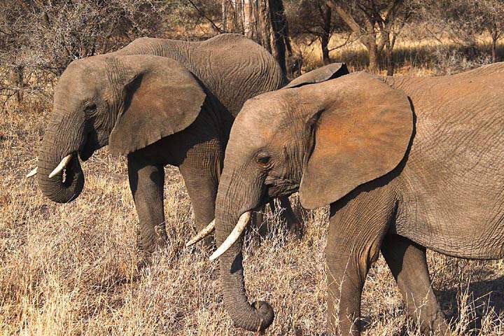 af_tz_tarangire_np_034.jpg - Zwei mchtige Elefanten ganz in der Nhe von unserem Jeep