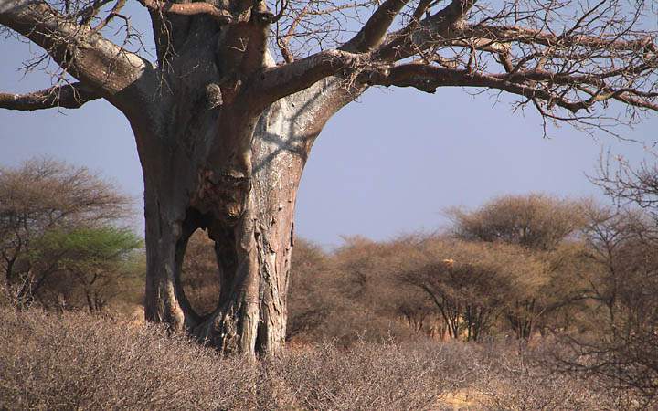 af_tz_tarangire_np_035.jpg - Hier haben sich wohl Elefanten ein Guckloch im Baum gebaut