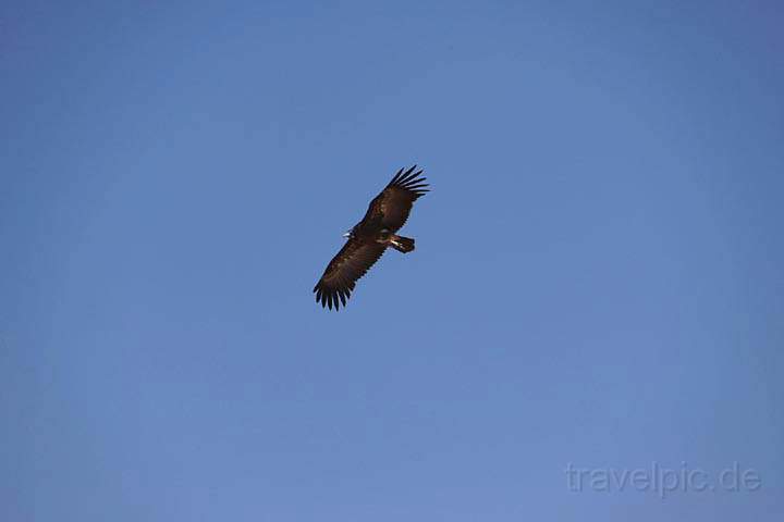 af_tz_tarangire_np_036.jpg - Ein Adler zieht hoch ber uns seine Kreise auf Jagd nach Beute