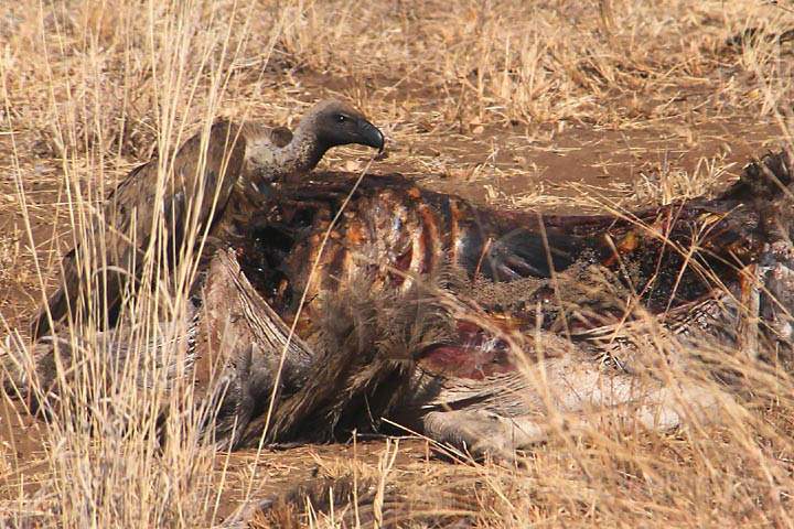 af_tz_tarangire_np_037.jpg - Ein Geier macht sich ber den Kadaver eines Vogel Strau her