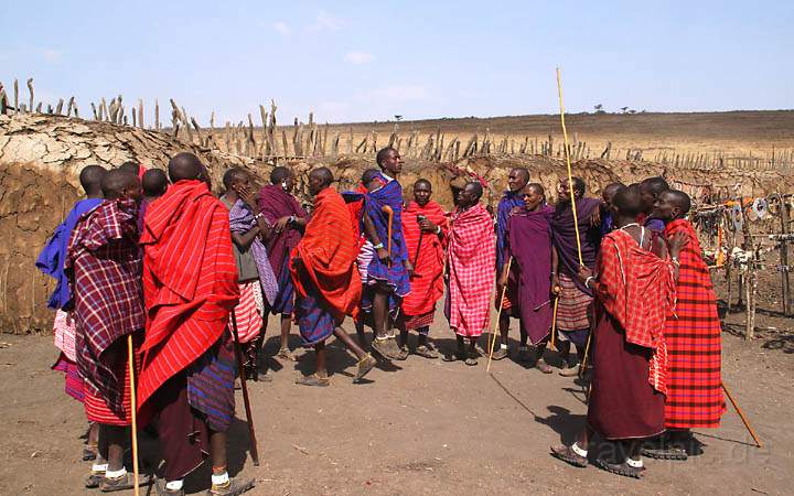 af_tz_ngorongoro_np_003.jpg - Ein Mnnertanz in einem Massai Dorf im Ngorongoro Nationalpark