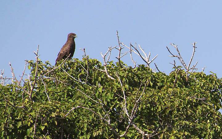 af_tz_ngorongoro_np_027.jpg - Ein Steppenadler hlt Ausschau nach Beute