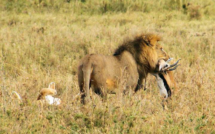 af_tz_serengeti_np_010.jpg - Ein mnnlicher Lwe bekommt die frisch gefangene Gazelle berlassen