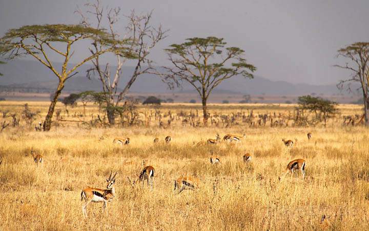 af_tz_serengeti_np_015.jpg - Thomson Gazellen sind die Hauptbeute fr die Raubkatzen in der Serengeti