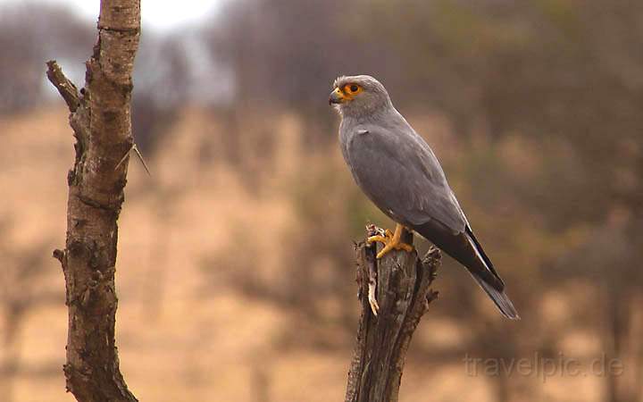 af_tz_serengeti_np_033.jpg - Ein Gabar Habicht(?) hlt im Lobo Gebiet Ausschau nach Beute