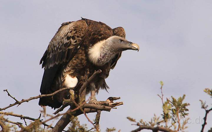 af_tz_serengeti_np_044.jpg - Ein Prachtexemplar von einem Sperbergeier auf der Ausschau