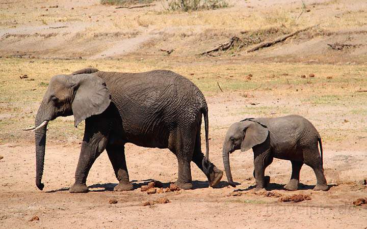 af_tz_tarangire_np_012.jpg - Ein Elefantenjunges im Schlepptau seiner Mutter