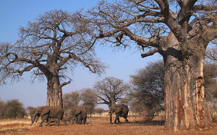 af_tz_tarangire_np_033.jpg - Ein Bilderbuchkulisse mit Elefanten vor zwei riesigen Affenbrotbumen